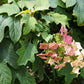 HYDRANGEA QUE. `SIKES DWARF`