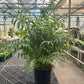 Neanthe Bella Palm