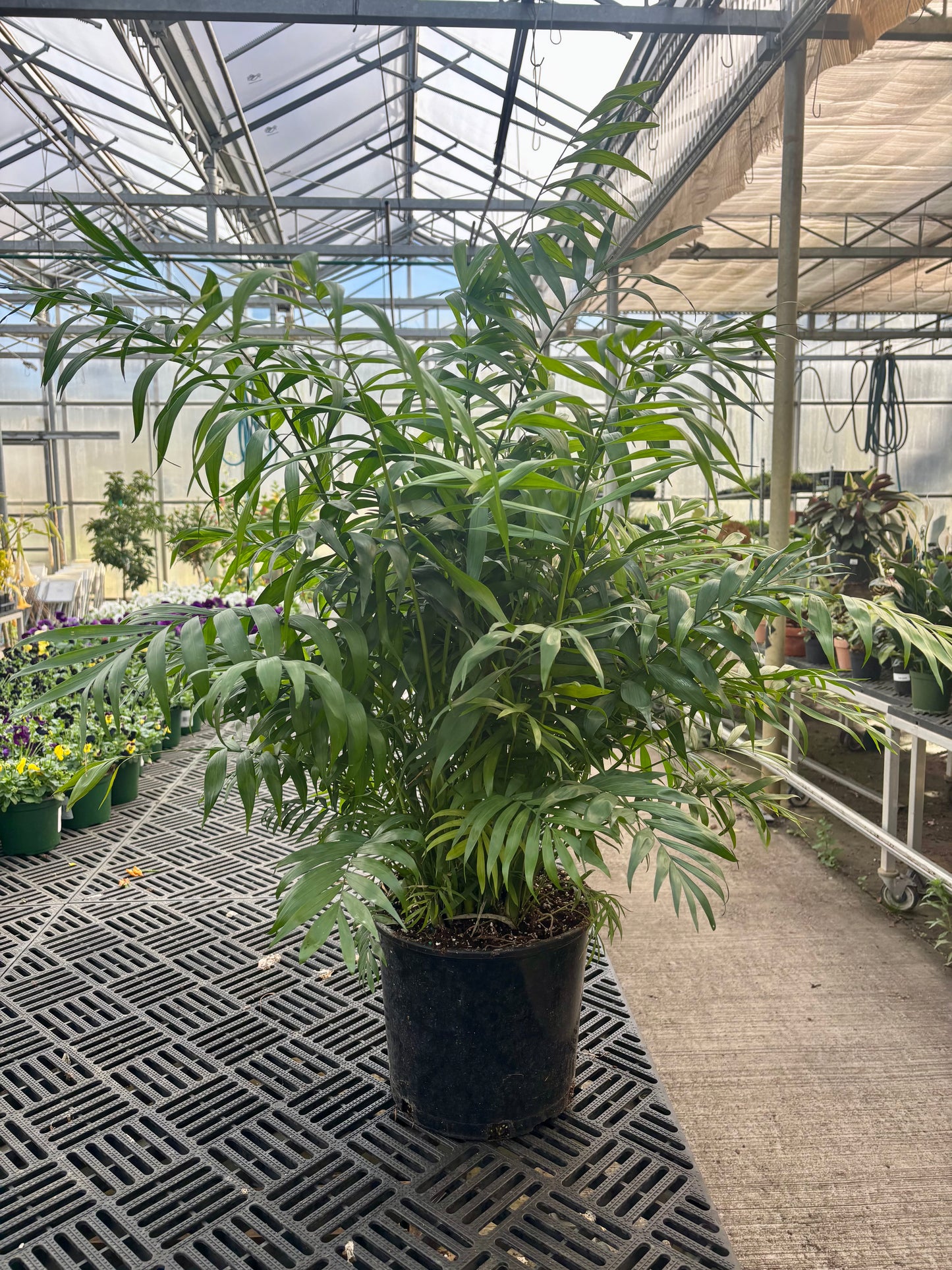 Neanthe Bella Palm