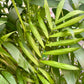 Neanthe Bella Palm