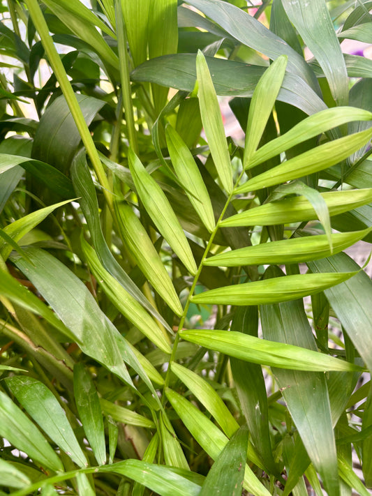 Neanthe Bella Palm
