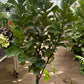 Ficus Lyrata 'Little Fiddle' Tree