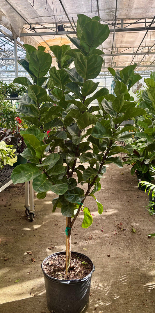 Ficus Lyrata 'Little Fiddle' Tree