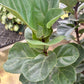 Ficus Lyrata 'Little Fiddle' Tree