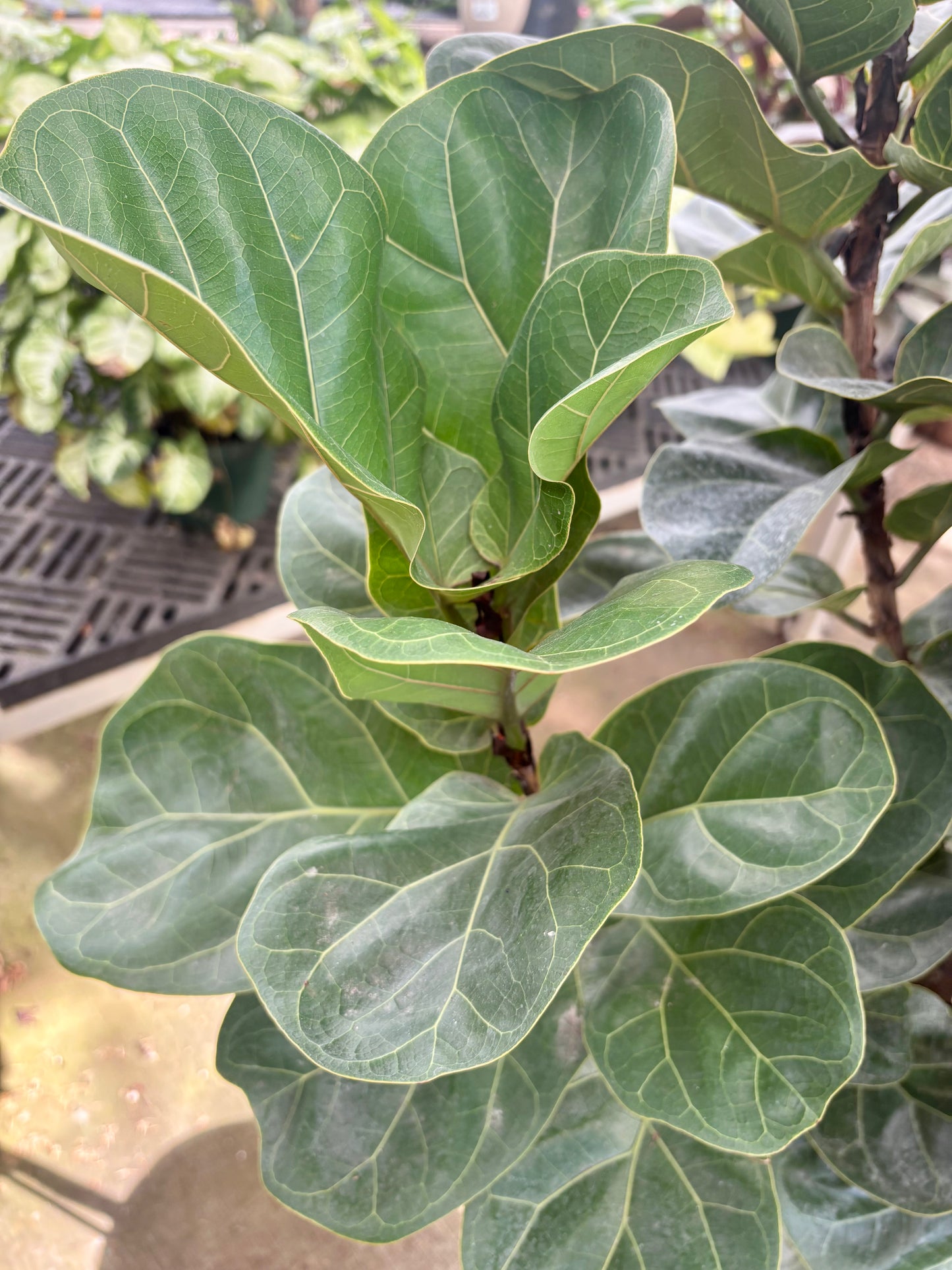 Ficus Lyrata 'Little Fiddle' Tree