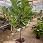 Ficus Lyrata Pan Tree