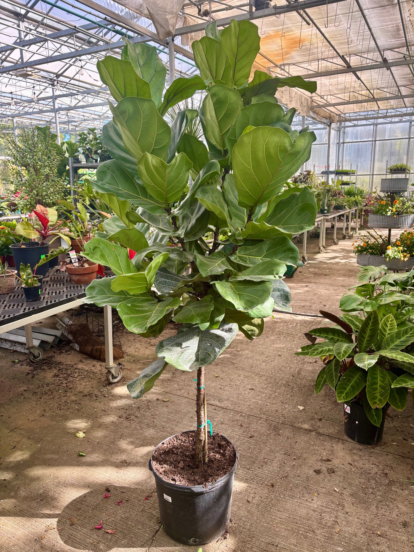 Ficus Lyrata Pan Tree