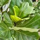 Ficus Lyrata Pan Tree