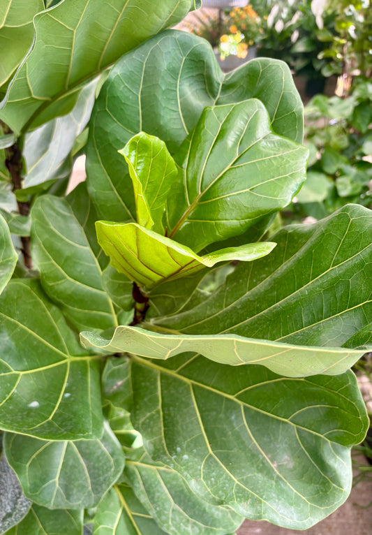 Ficus Lyrata Pan Tree