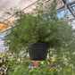 Sprenger's Asparagus Fern
