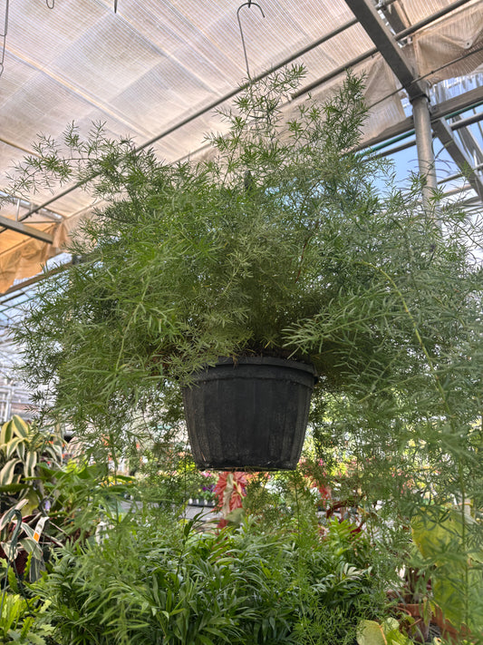 Sprenger's Asparagus Fern
