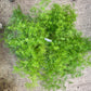 Sprenger's Asparagus Fern