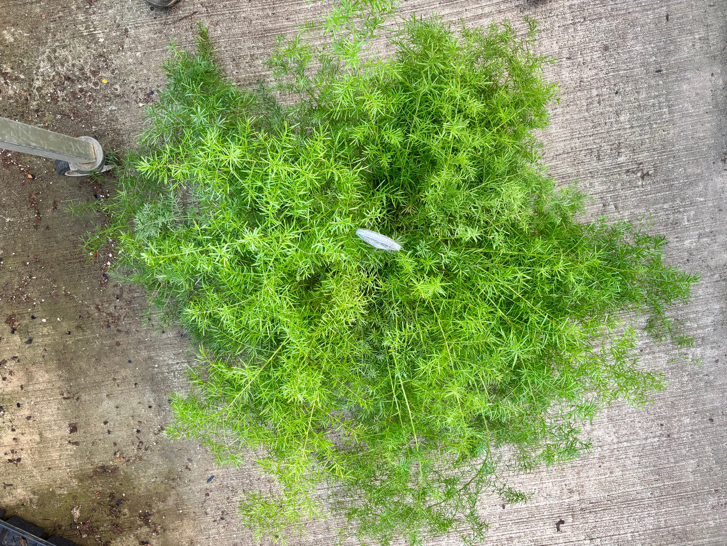 Sprenger's Asparagus Fern