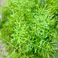 Sprenger's Asparagus Fern