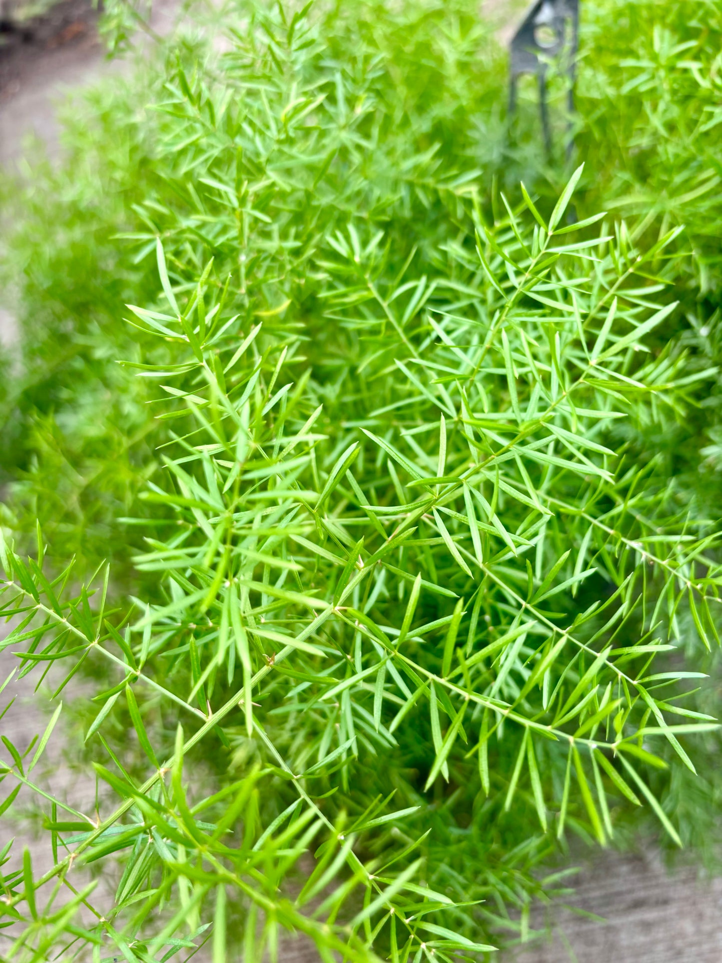 Sprenger's Asparagus Fern