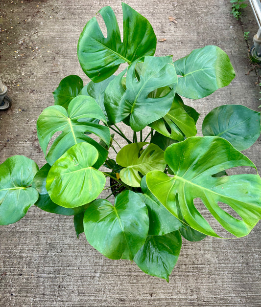 Philodendron Monstera Deliciosa