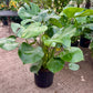 Philodendron Monstera Deliciosa