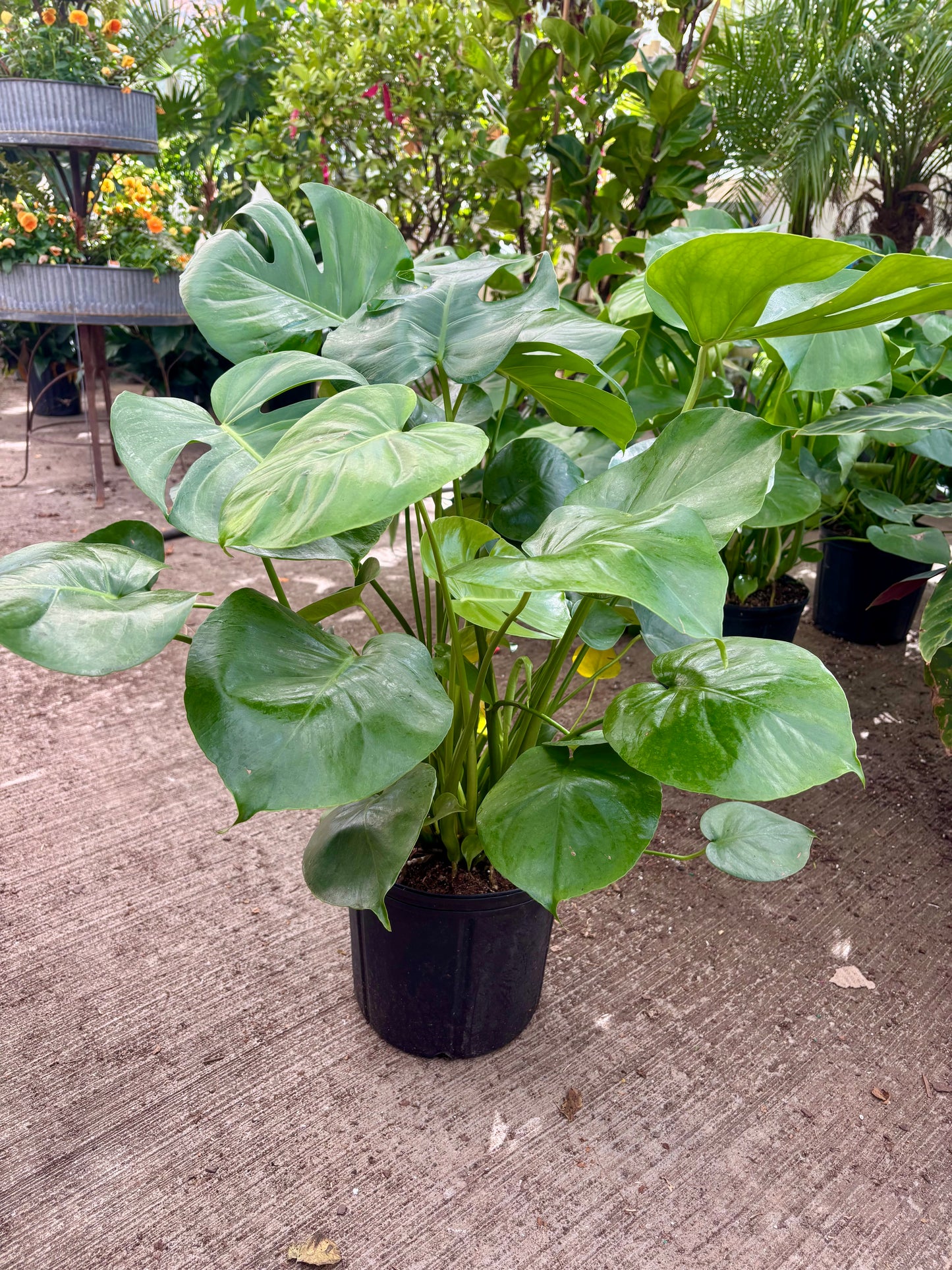 Philodendron Monstera Deliciosa