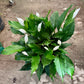 Spathiphyllum Bingo - Peace Lily