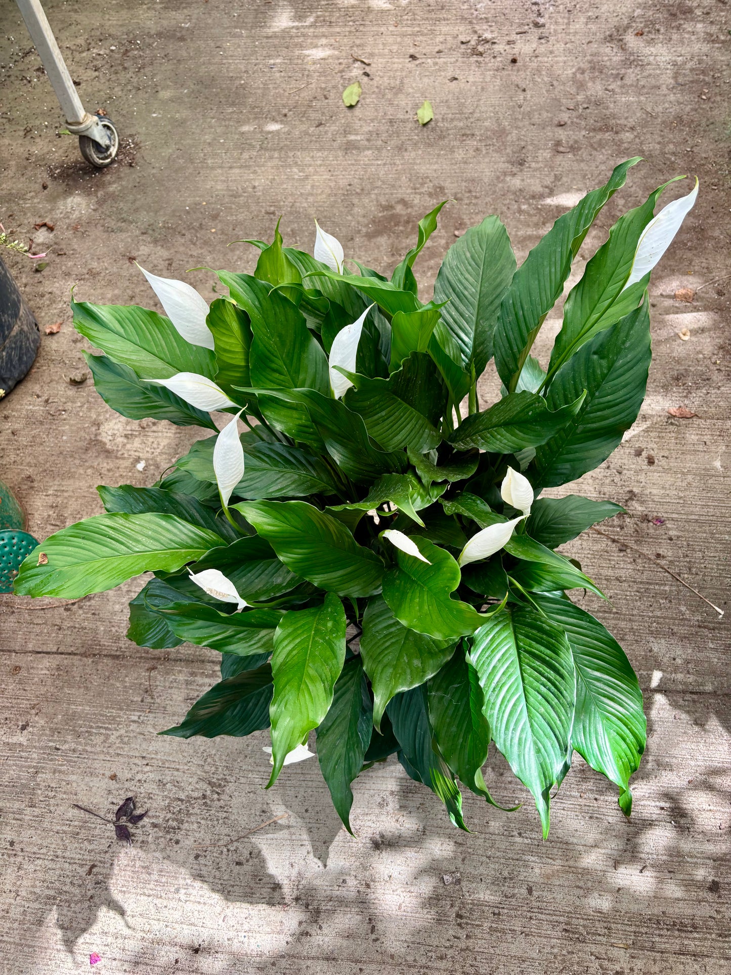 Spathiphyllum Bingo - Peace Lily