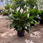 Spathiphyllum Bingo - Peace Lily