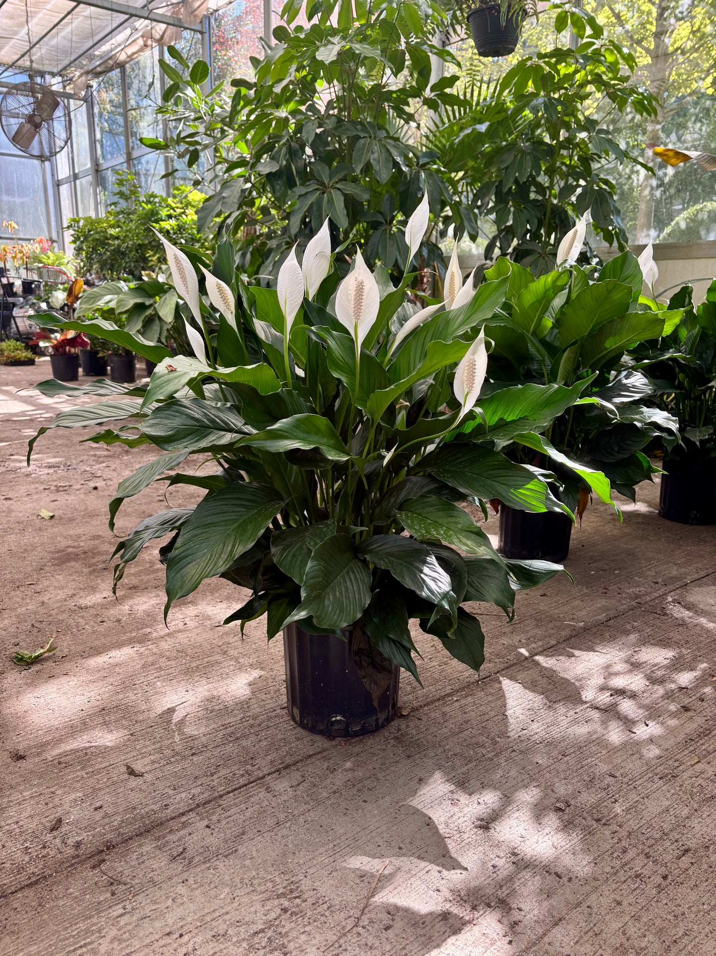 Spathiphyllum Bingo - Peace Lily