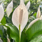 Spathiphyllum Bingo - Peace Lily