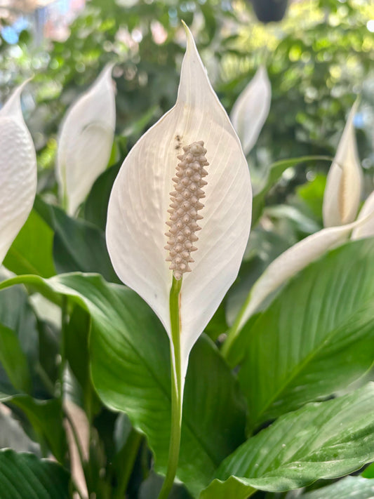 Spathiphyllum Bingo - Peace Lily