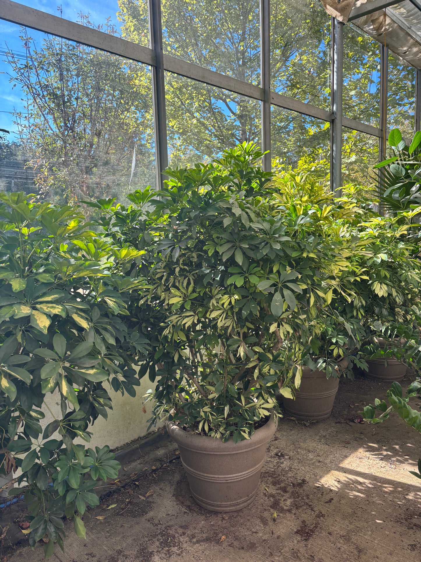 Variegated Arboricola -Umbrella plant