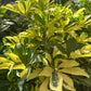 Variegated Arboricola -Umbrella plant