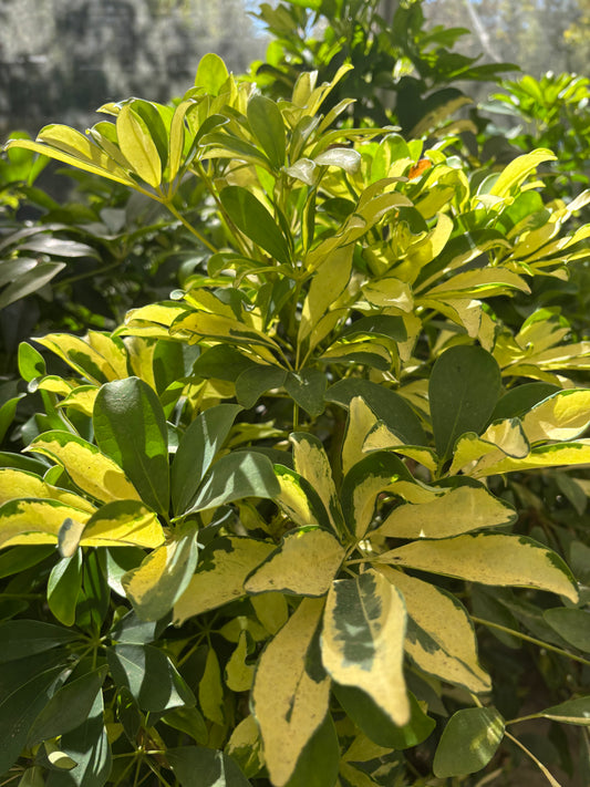 Variegated Arboricola -Umbrella plant
