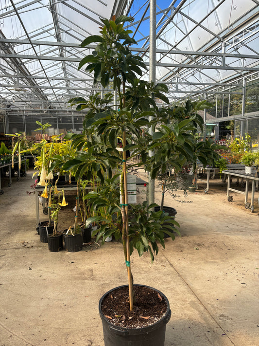 Avocado Tree