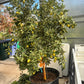 Kumquat Citrus Tree