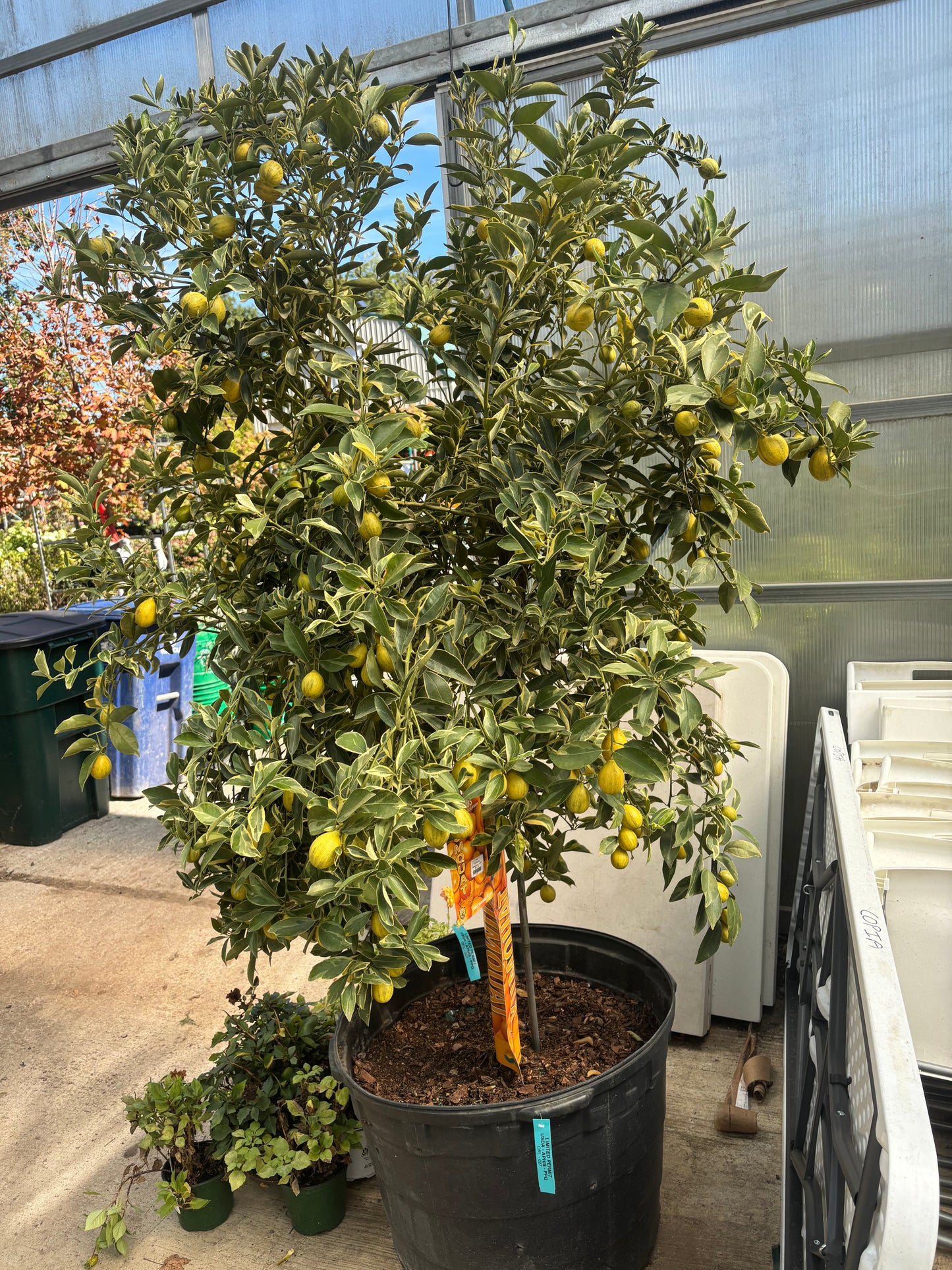 Kumquat Citrus Tree