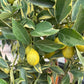 Kumquat Citrus Tree