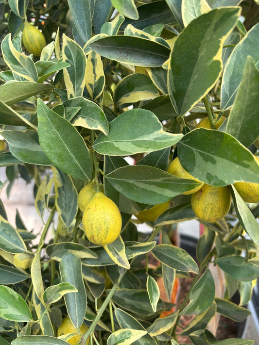 Kumquat Citrus Tree