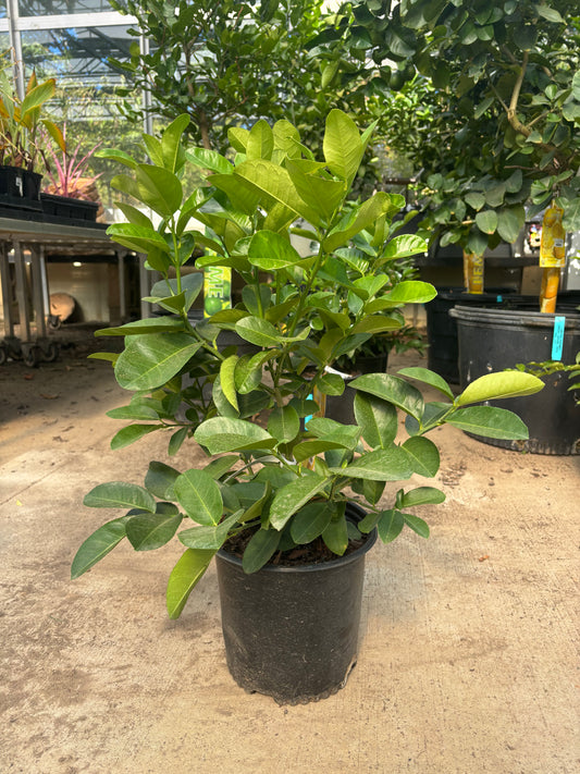 Lemon Bush - Citrus