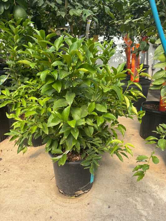 Meyer Lemon Bush - Citrus