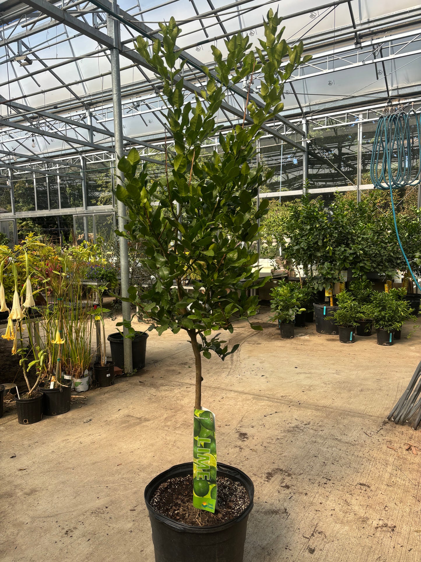Lime Tree - Citrus