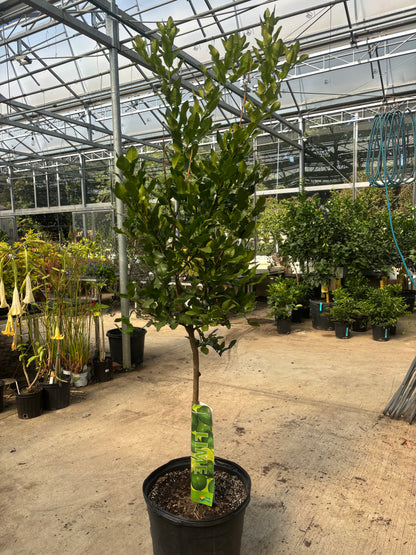 Lime Tree - Citrus