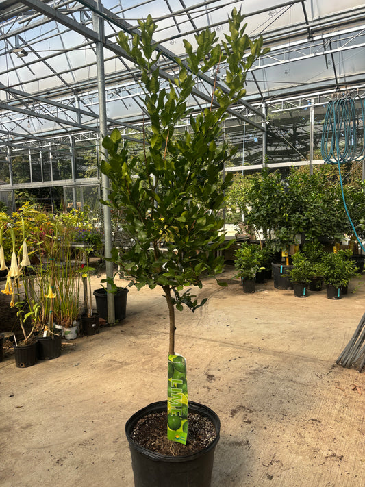 Lime Tree - Citrus