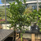 Lime Tree - Citrus