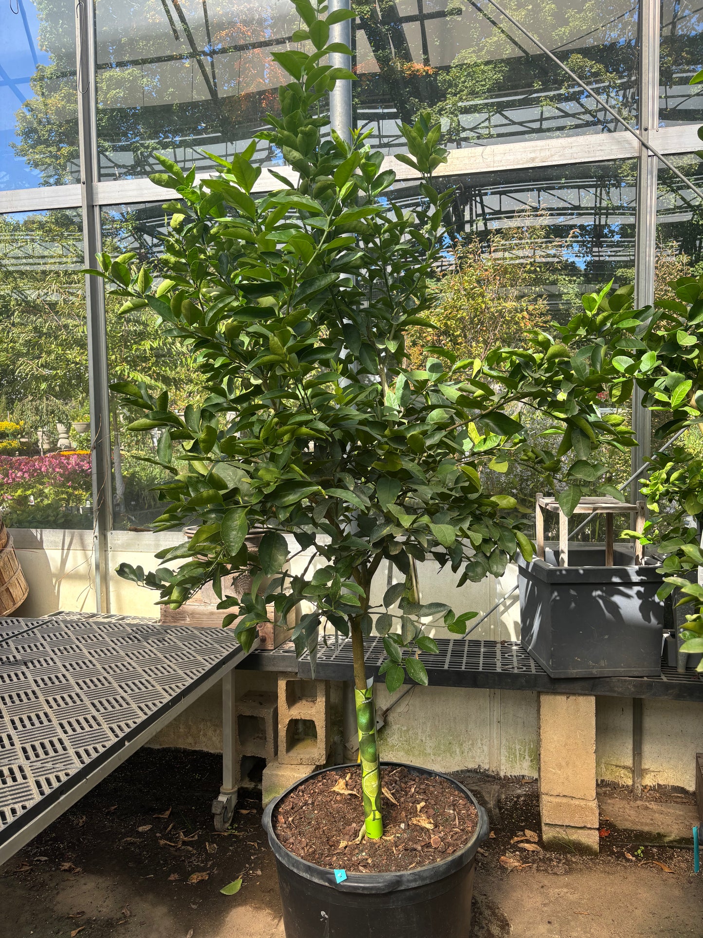 Lime Tree - Citrus