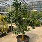 Lemon Tree - Citrus