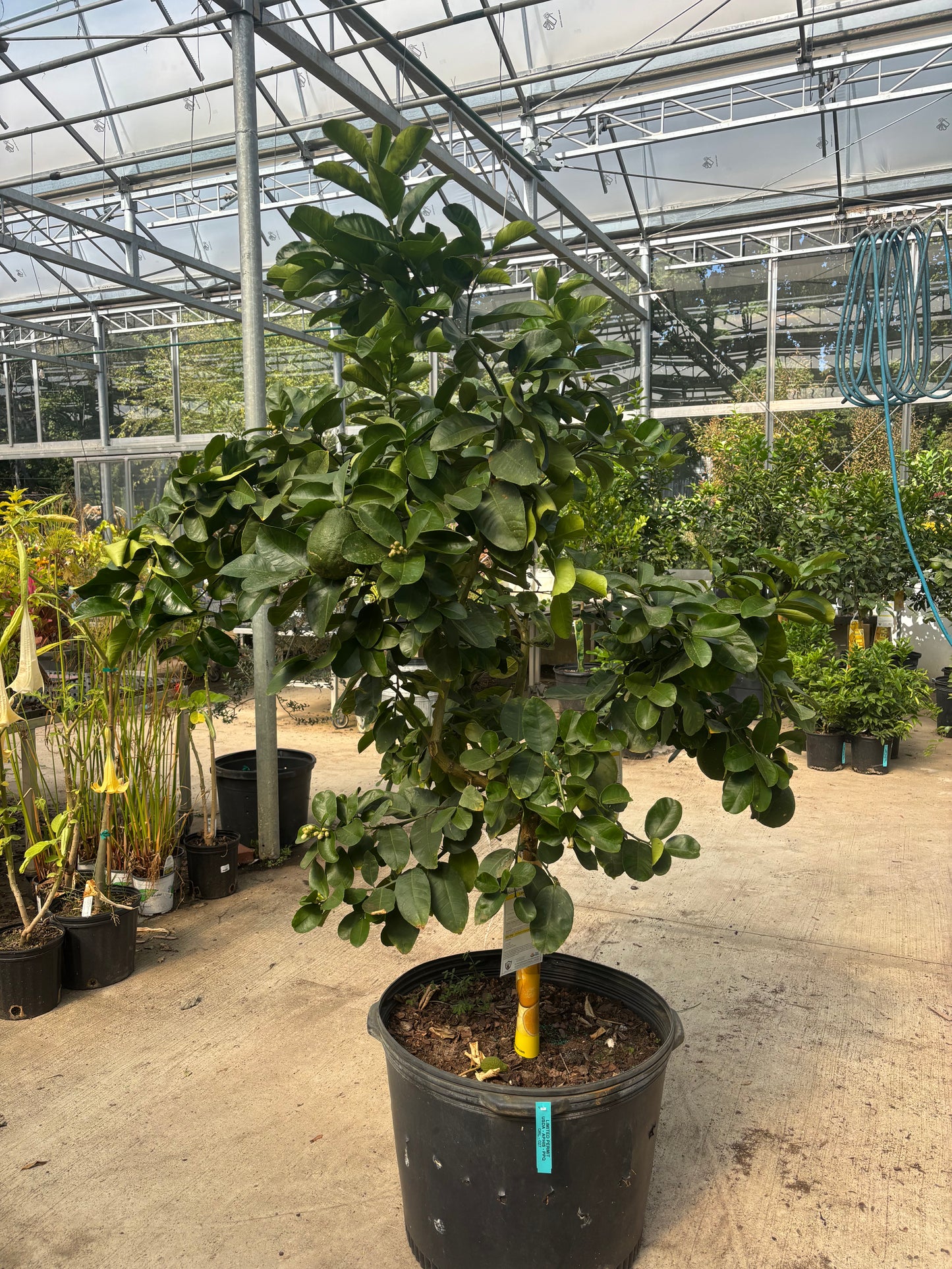 Lemon Tree - Citrus