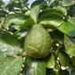 Lemon Tree - Citrus