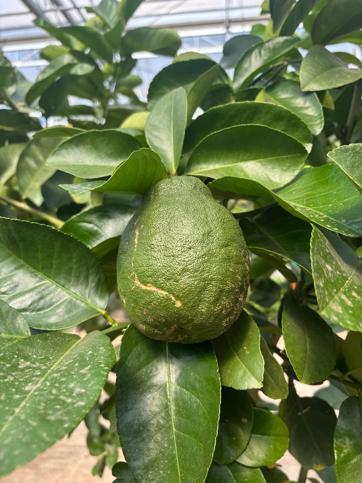 Lemon Tree - Citrus
