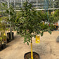 Lemon Tree - Citrus