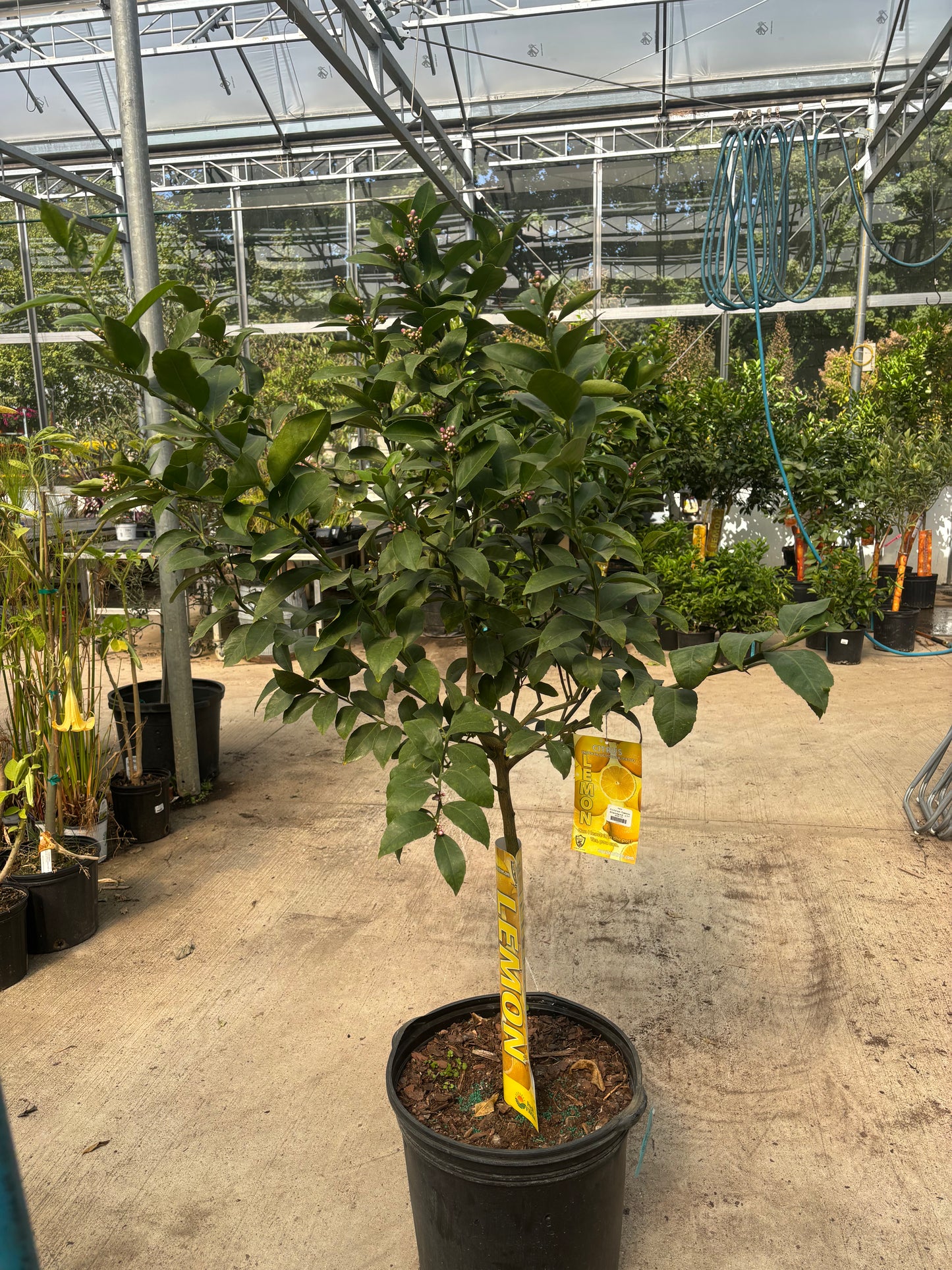 Lemon Tree - Citrus