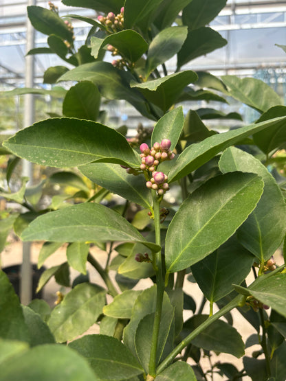 Lemon Tree - Citrus